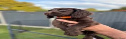 Cocker Spaniel dogs for sale: Working Cocker Spaniel Puppies  - Advert 6