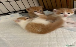 Mixed Breed cats for sale: Gorgeous ginger n mixed colour kittens - Image 23