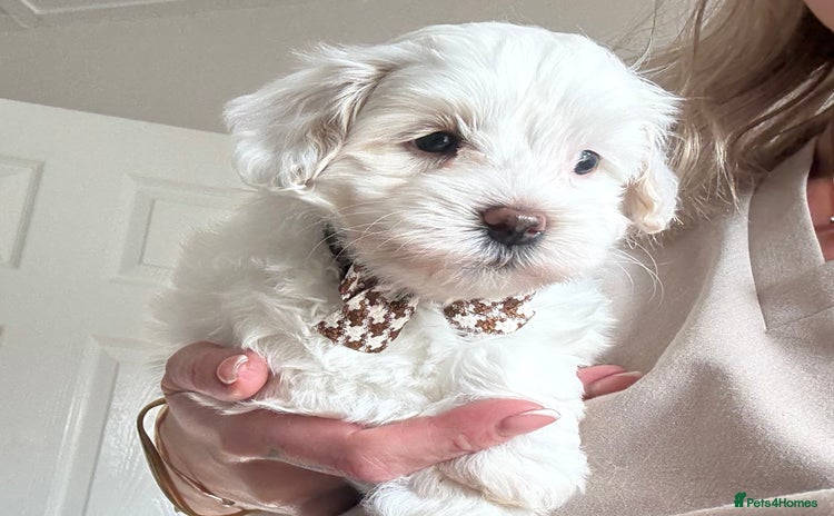 Maltipoo dogs - Advert 3