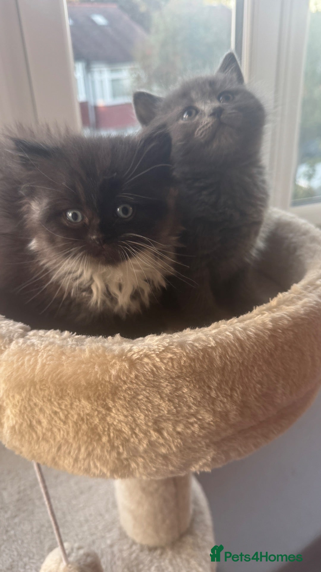 British Shorthair cats Lovely kittens are ready to find their home  - Advert 2