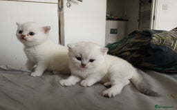 Scottish Fold cats for sale: Scottish straight boy and girl - Image 2