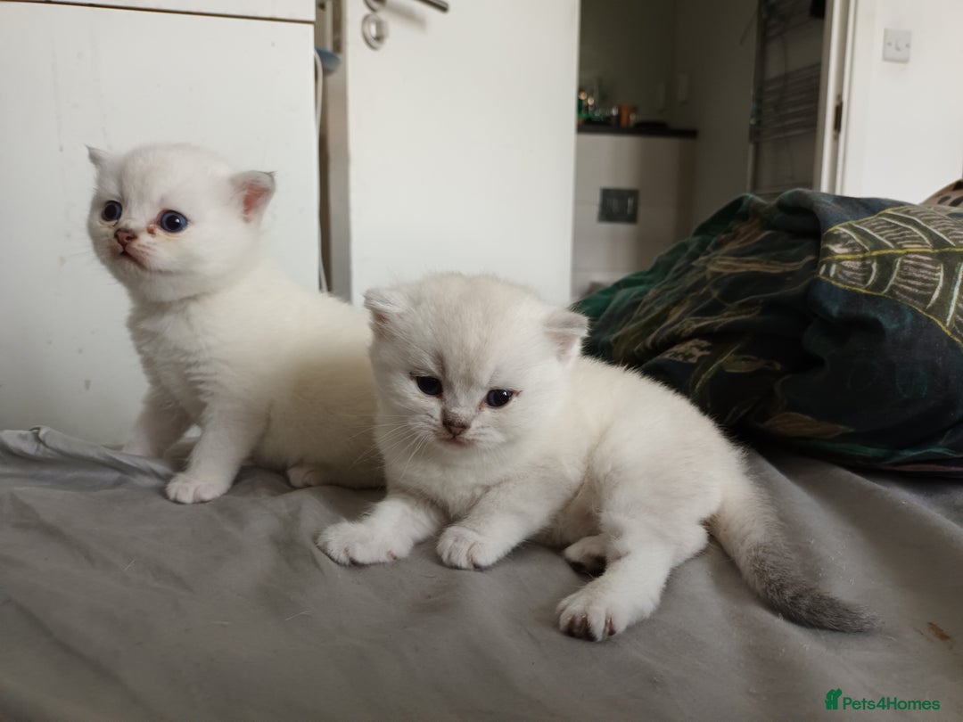 Scottish Fold cats for sale: Scottish straight boy and girl - Image 2