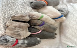 French Bulldog dogs for sale: French bulldog pedigree litter - Image 22