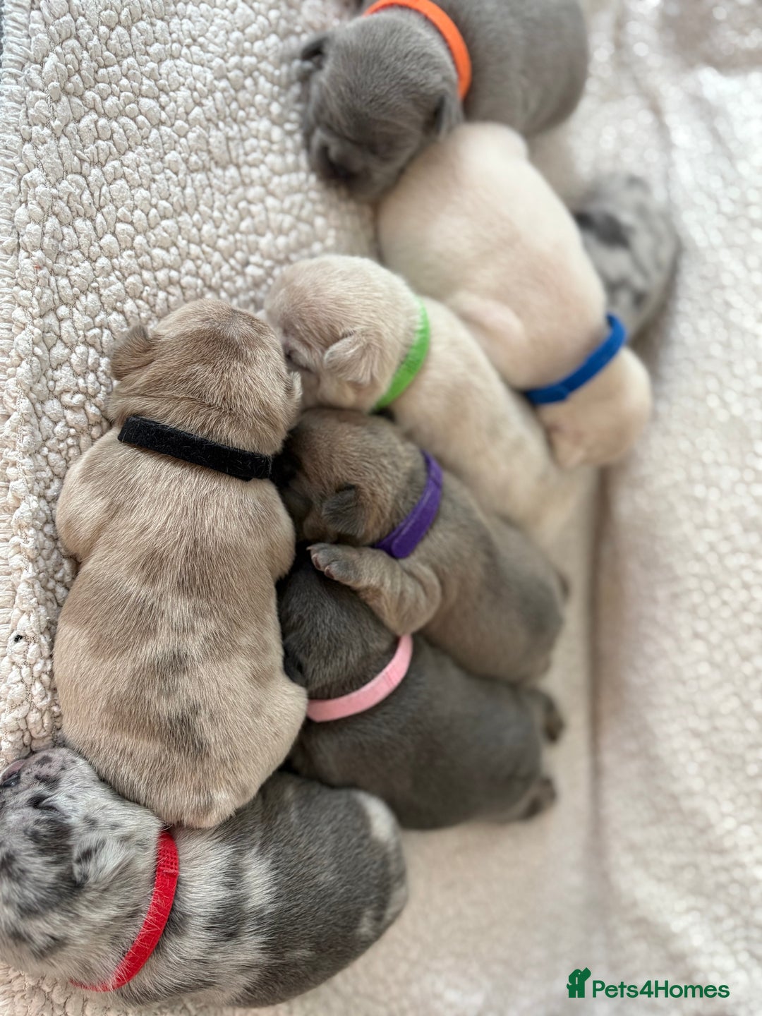 French Bulldog dogs for sale: French bulldog pedigree litter - Image 22