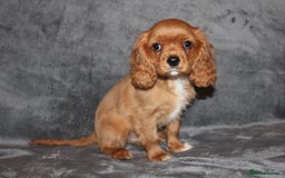 Cavalier King Charles Spaniel dogs for sale: Gorgeous Cavalier King Charles Spaniel Boy - Image 6
