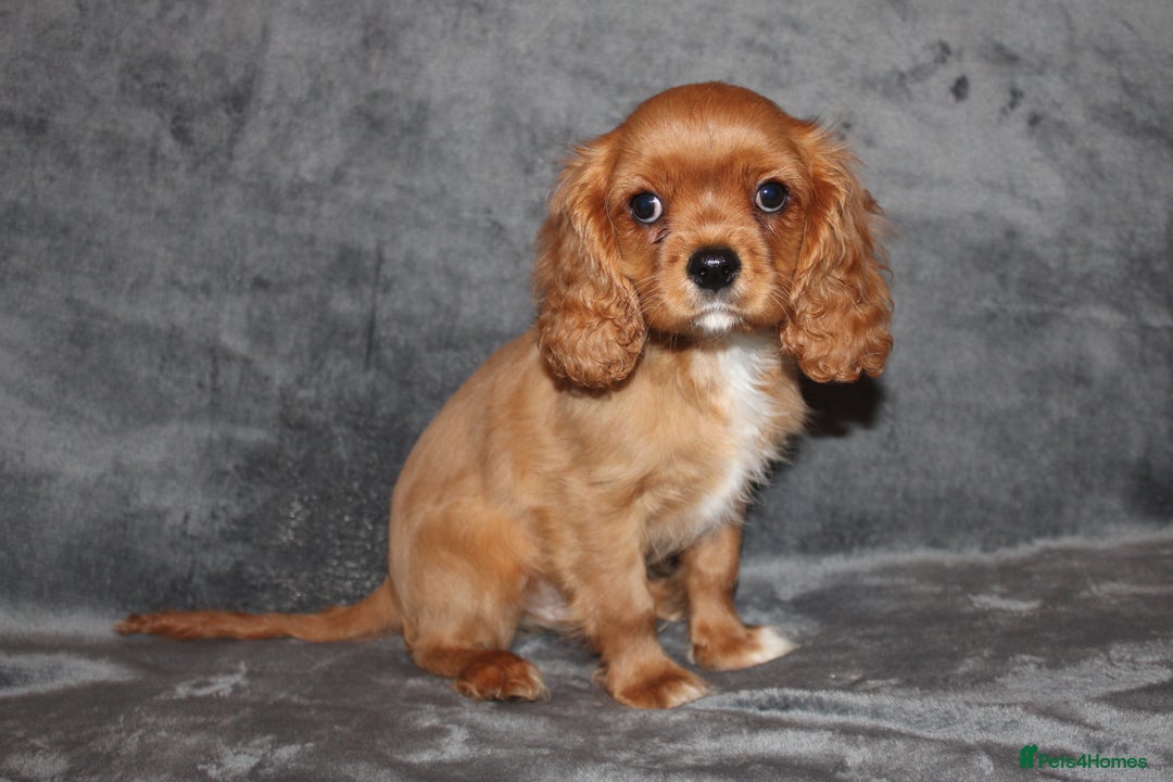 Cavalier King Charles Spaniel dogs for sale: Gorgeous Cavalier King Charles Spaniel Boy - Image 6