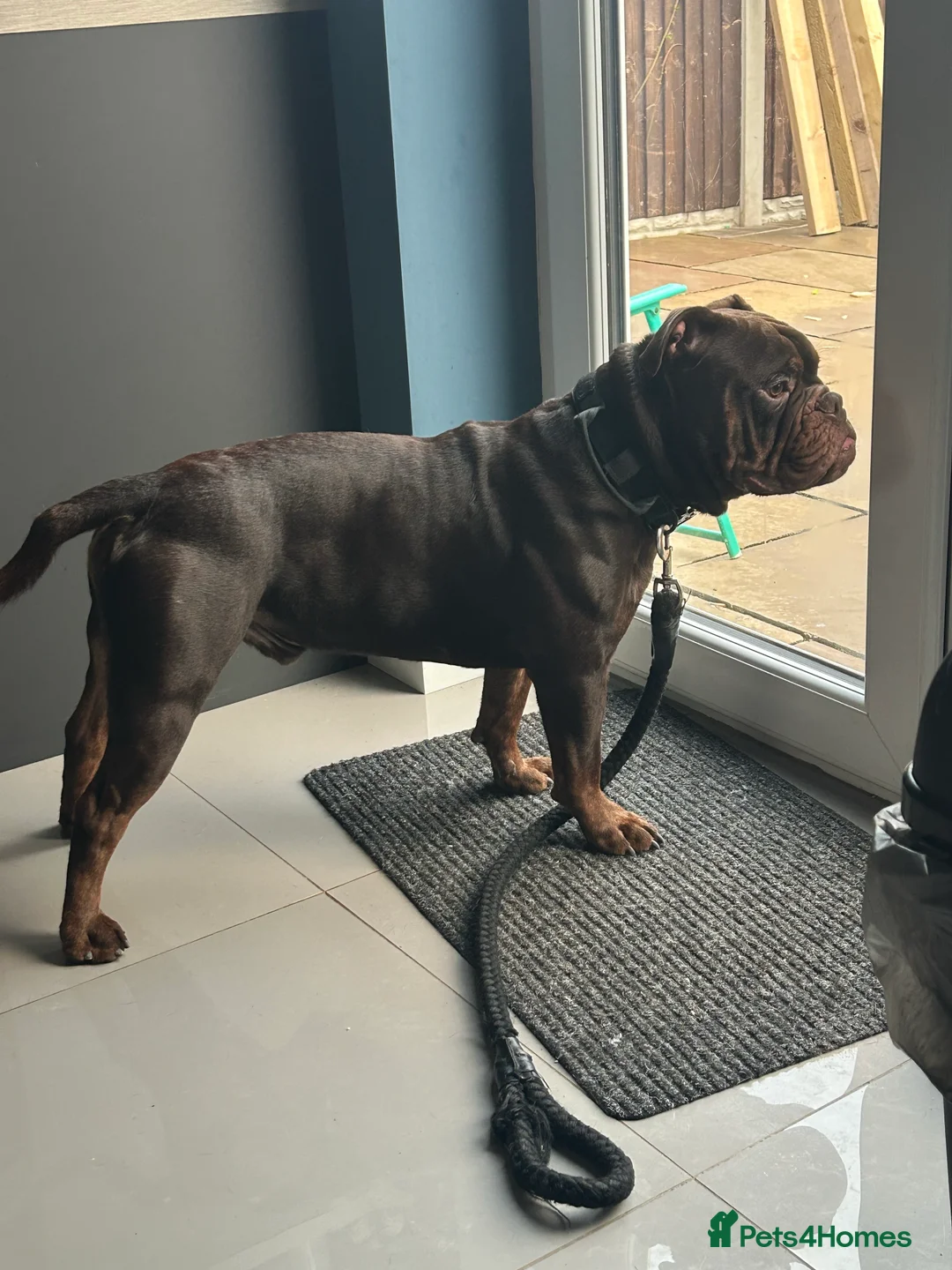 Olde English Bulldogge dogs for stud: 💥olde English bulldogge stud💥 in Rotherham - Advert 10
