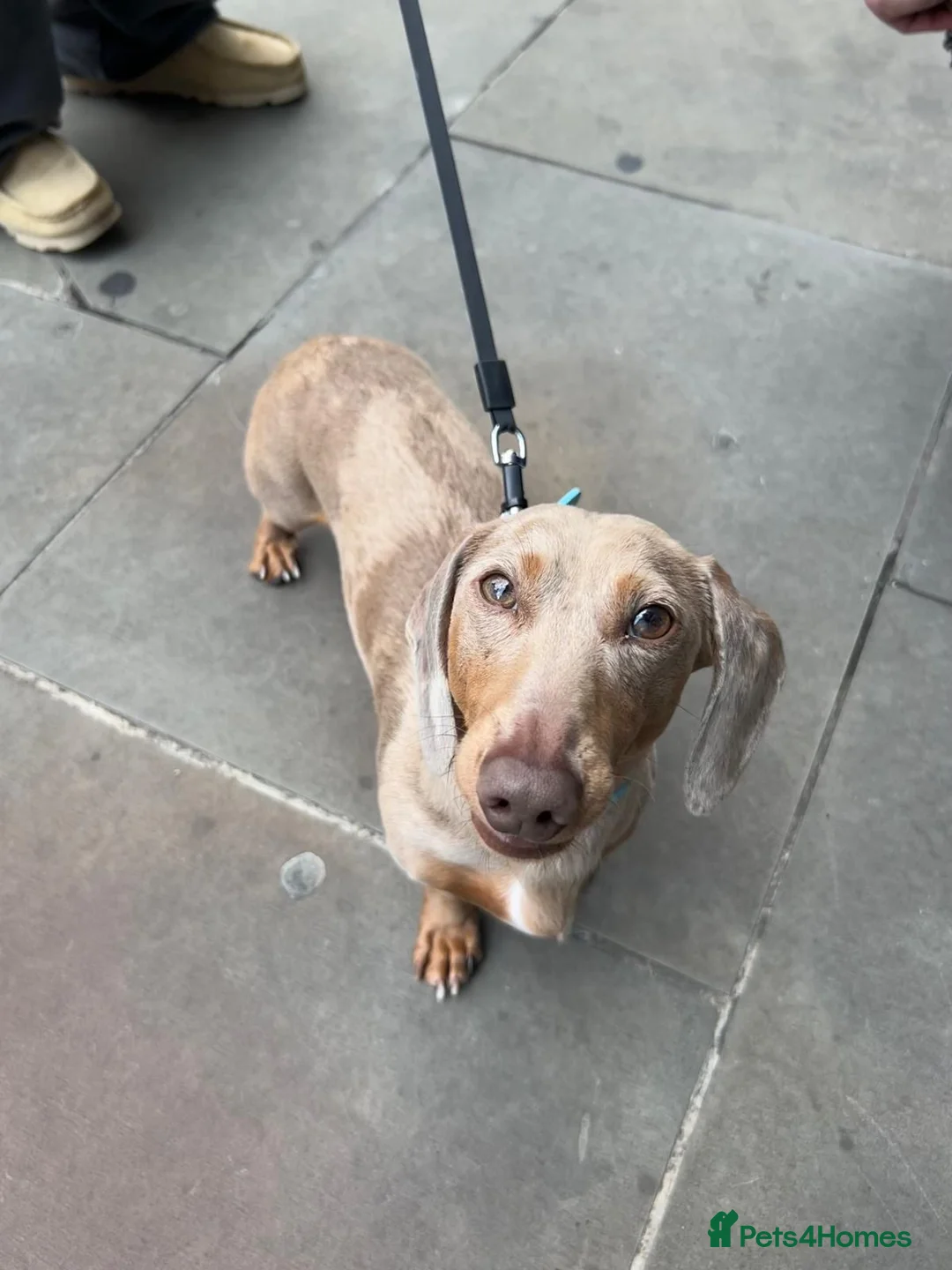 Miniature Dachshund dogs for sale: Amazing, Gentle, Loving Babi deserves more time - Advert 1