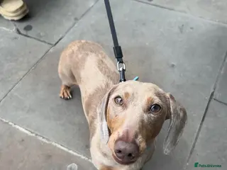 Miniature Dachshund dogs Amazing, Gentle, Loving Babi deserves more time - Advert 4