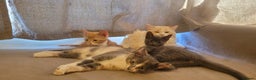 Mixed Breed cats for sale: Three gorgeous kittens available! - Advert 9