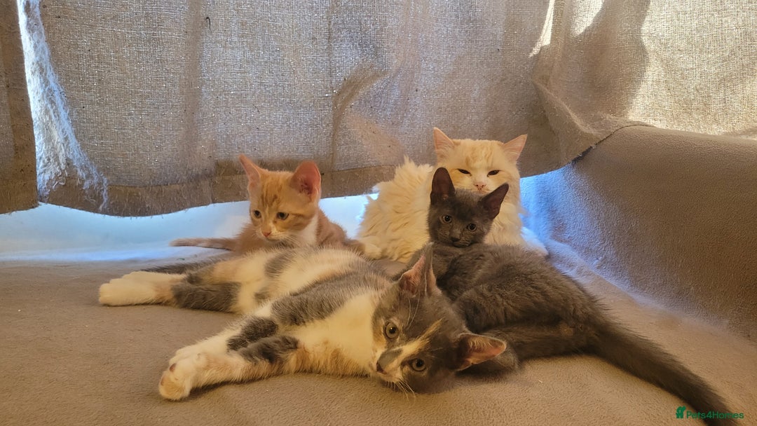 Mixed Breed cats for sale: Three gorgeous kittens available! - Advert 9