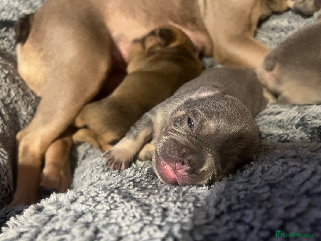 French Bulldog dogs for sale: french bulldog puppies in Manchester - Image 15