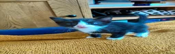 Mixed Breed cats for sale: Mix breed kittens. Mum is snow bengal  - Advert 3