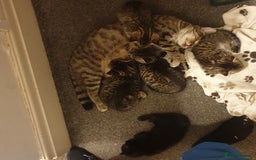Mixed Breed cats for sale: Tabby kittens  - Image 4