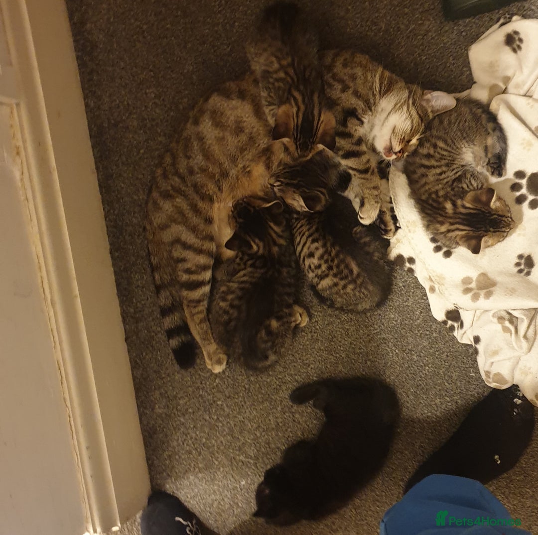 Mixed Breed cats for sale: Tabby kittens  - Image 4