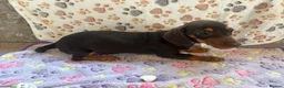 Dachshund dogs for sale: Dachshund puppies  - Advert 15