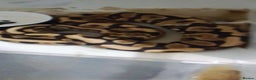 Python Snake reptiles for sale: Ball pythons for sale  - Advert 7