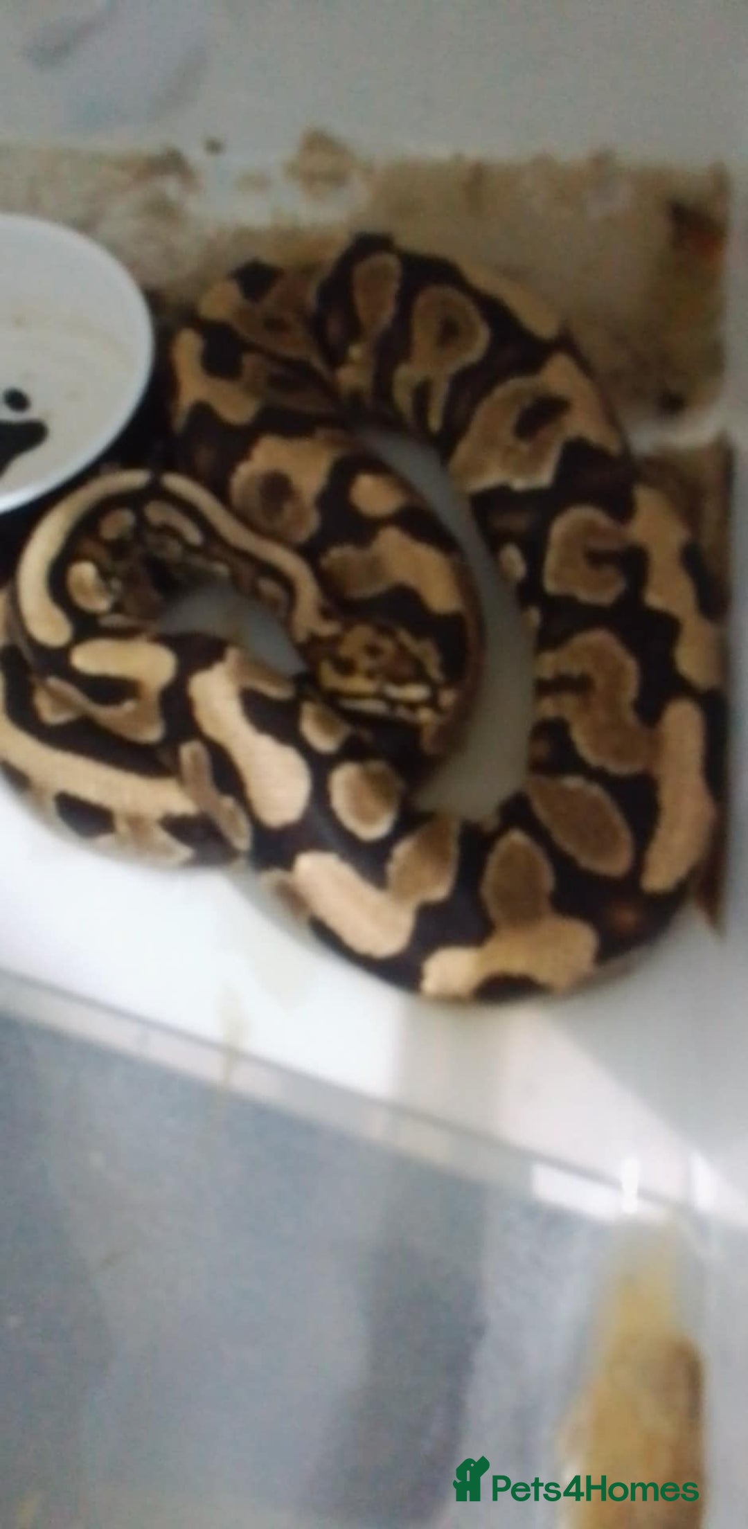 Python Snake reptiles for sale: Ball pythons for sale  - Advert 7