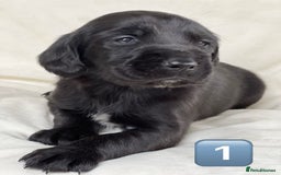 Mixed Breed dogs for sale: Outstanding sprollies pups for sale  - Image 23