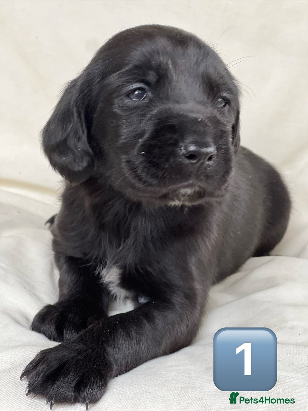 Mixed Breed dogs for sale: Outstanding sprollies pups for sale  - Image 23