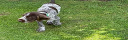 German Wirehaired Pointer dogs for sale: Ready to go Wiredhaired German pointer pups  - Advert 7