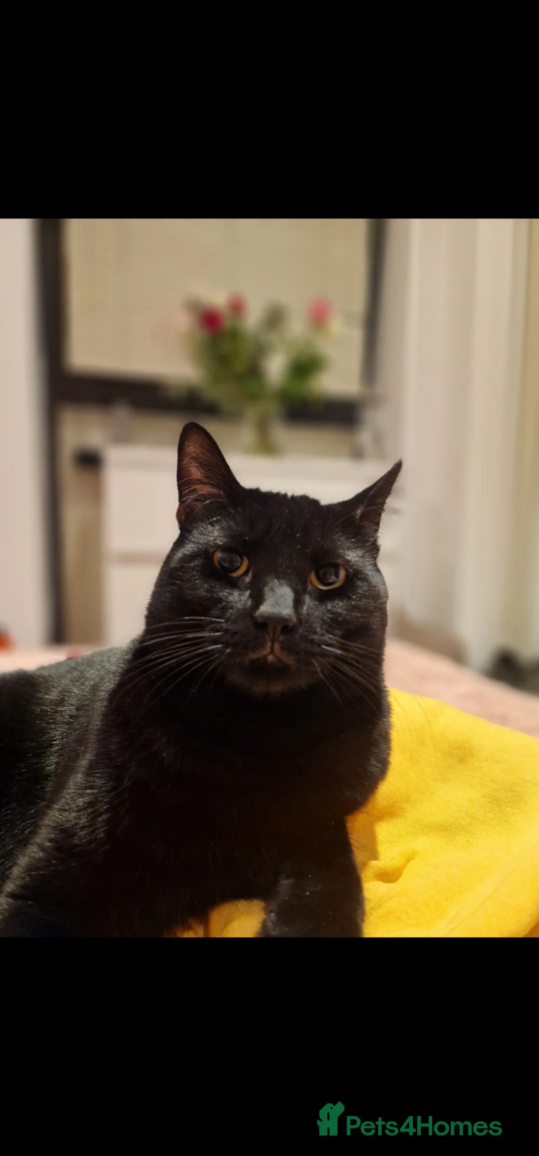 Bombay cats for sale: Black Bombay Male Cat - Advert 1