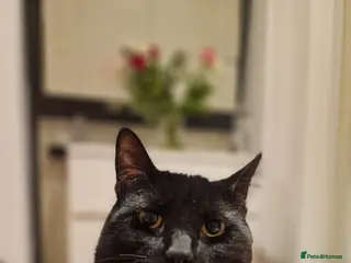 Bombay cats Black Bombay Male Cat - Advert 5