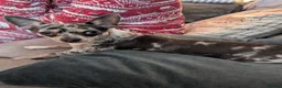 Chihuahua dogs for sale: Loving Home Needed for our blue eyed boy - Advert 6