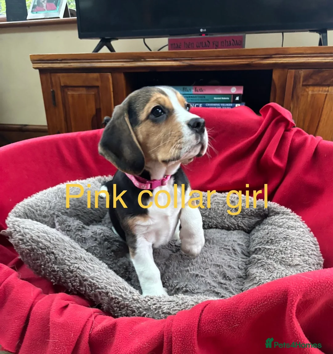 Beagle dogs for sale: Beautiful Beagle Puppies for sale - Advert 2