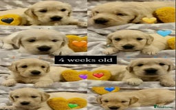 Golden Retriever dogs for sale: Fully health Tested Golden Retriever puppies - Image 8