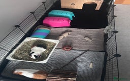 Guinea Pig rodents for sale: 2 bonded female guinea pigs - Image 5