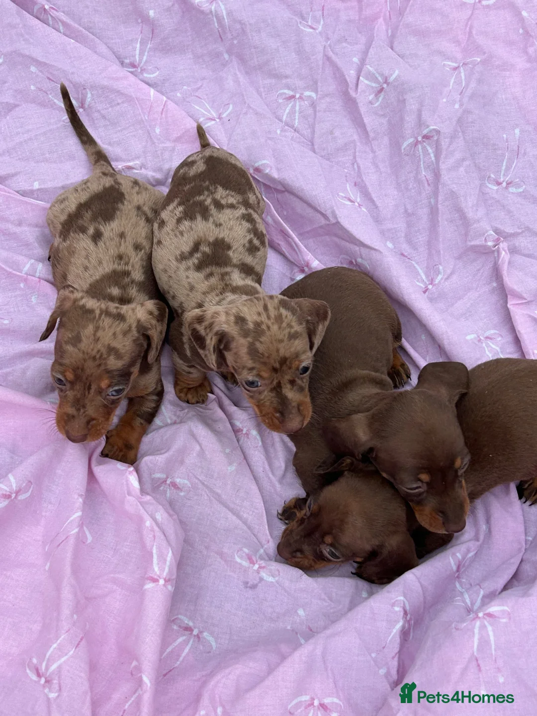 Miniature Dachshund dogs for sale: Puppies - Advert 2