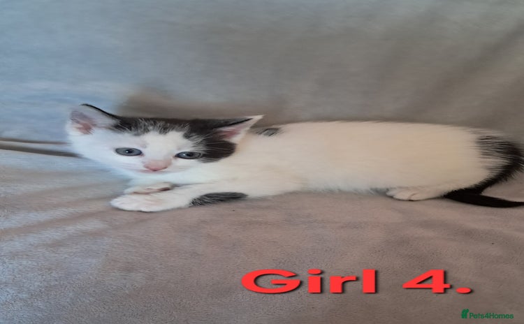 Mixed Breed cats - Advert 4