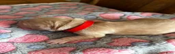 Golden Retriever dogs for sale: Golden retriever puppies  in Neath - Advert 7