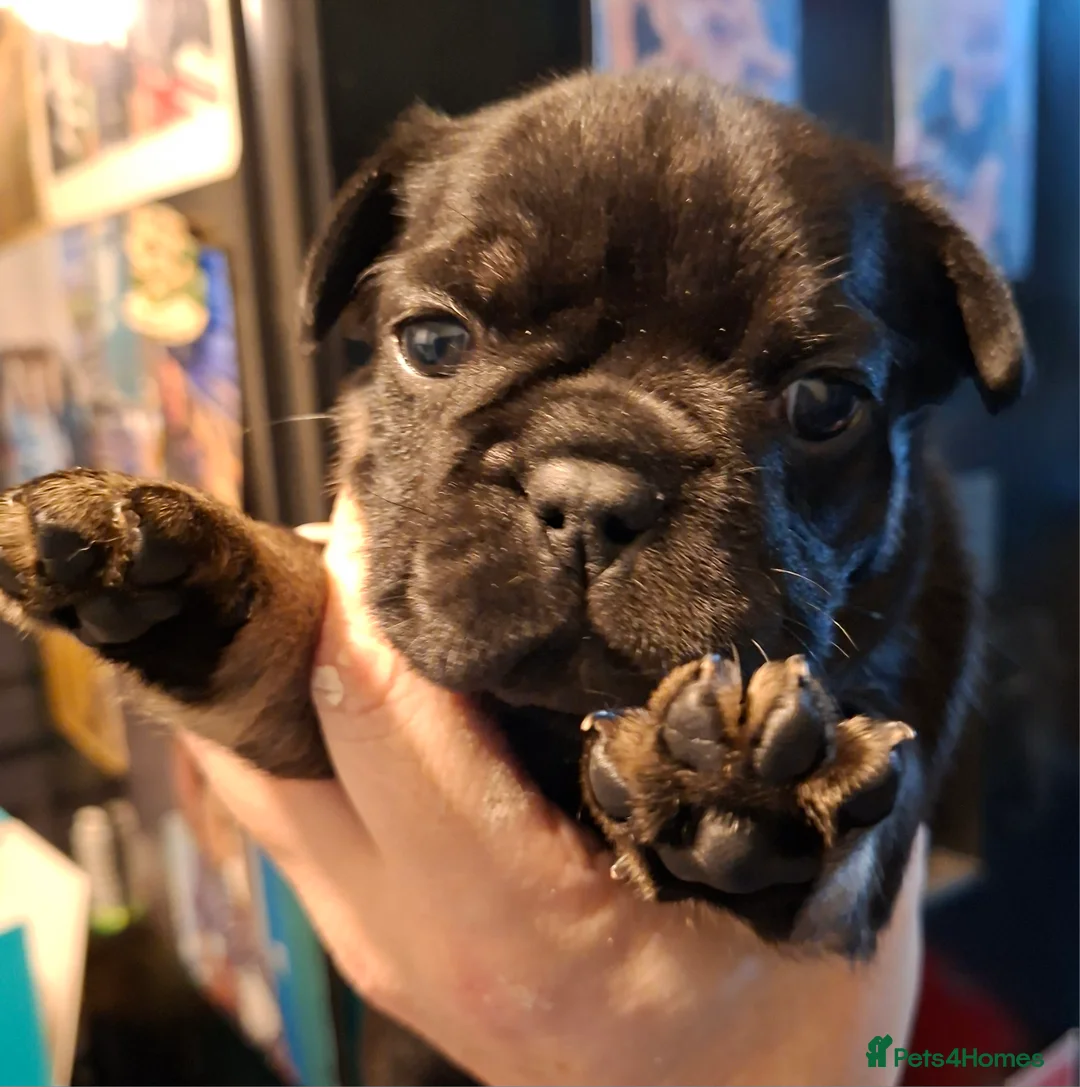 French Bulldog dogs for sale: 5 french bulldog  fluffy - Advert 10