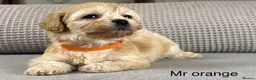 Maltipoo dogs for sale: BEAUTIFUL MALTIPOOS FROM DNA TESTED CLEAR PARENTS  - Advert 19