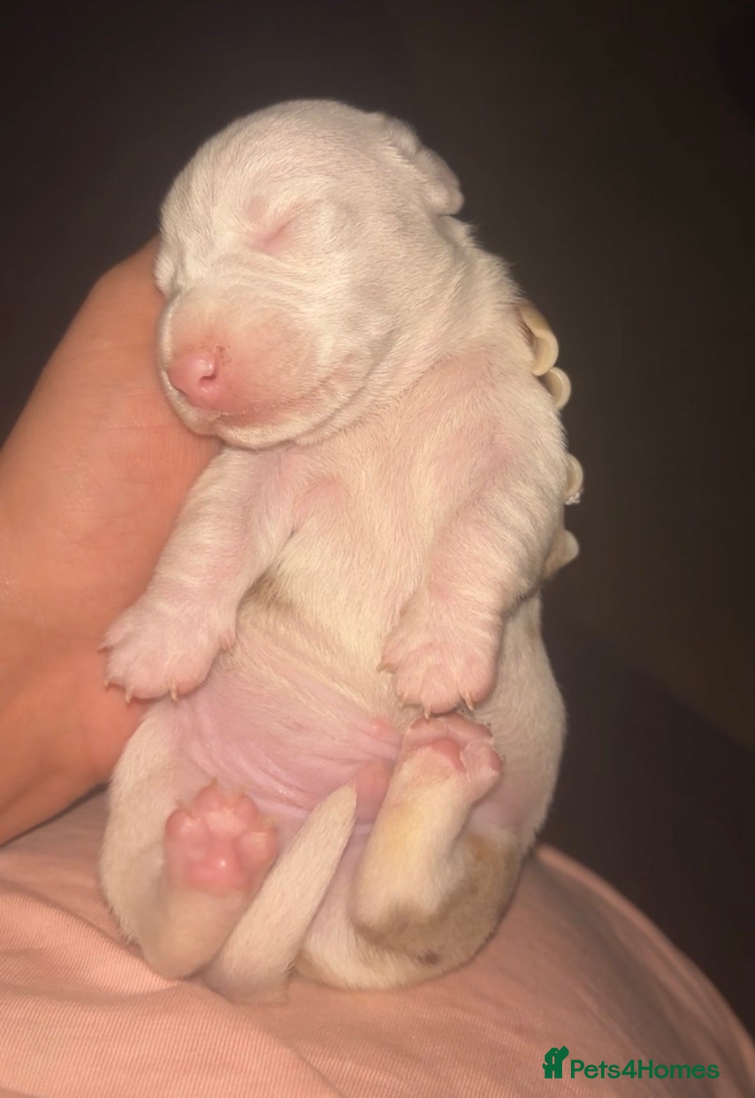 Dachshund dogs for sale: Dachshund-miniature  - Advert 2