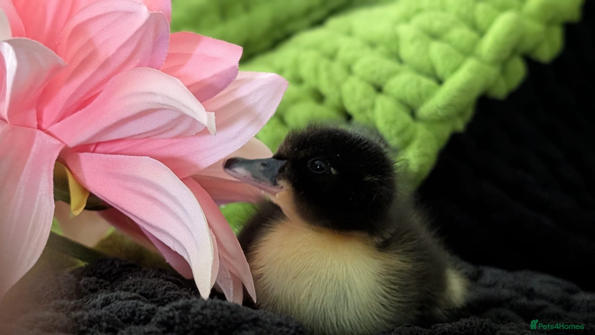 Ducks poultry Our gorgeous little ducklings have arrived! 🥰🐣 - Advert 1