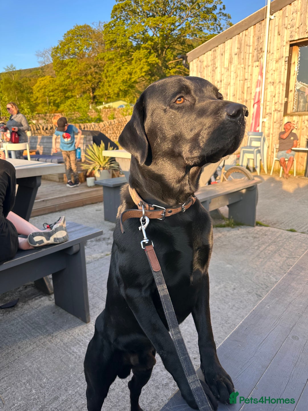 Labrador Retriever dogs for sale: 7yo Male Labrador KC Registered - Image 7