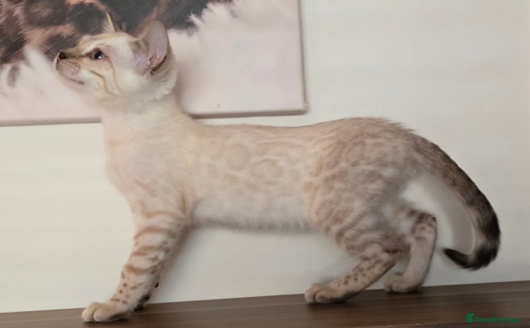 Bengal cats - Advert 1