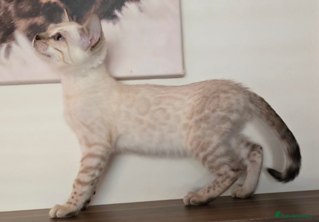 Bengal cats for sale: Tica registered Snow Bengal Boys - Image 1