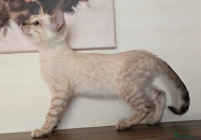 Bengal cats Tica registered Snow Bengal Boys - Advert 3