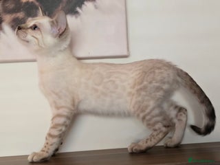 Bengal cats - Advert 6