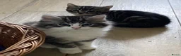 Mixed Breed cats for sale: Beautiful kittens available  - Advert 2