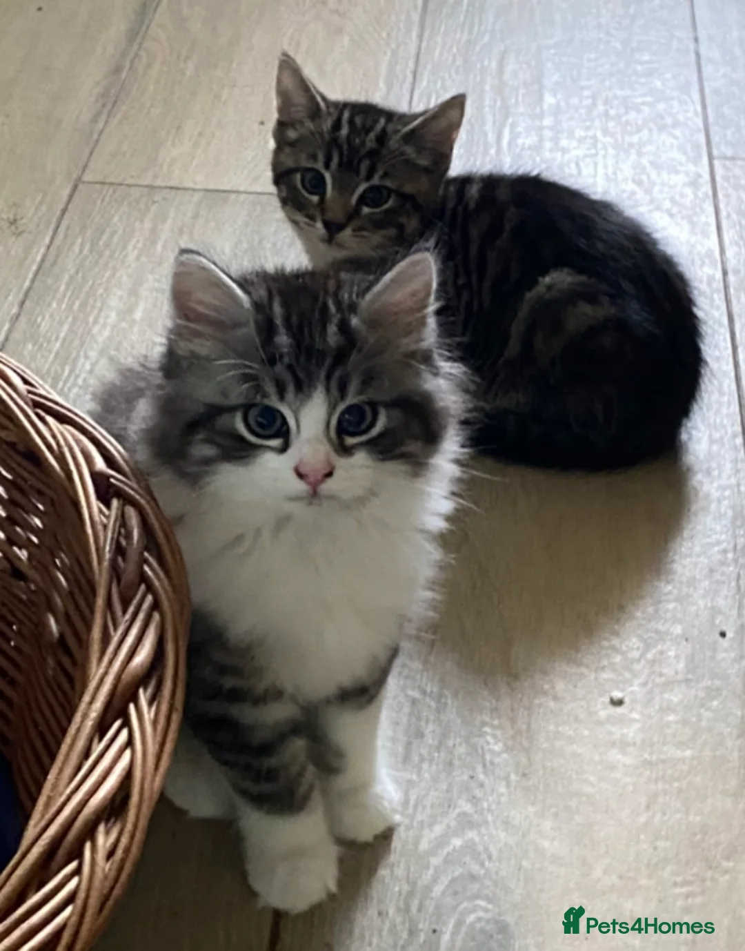 Mixed Breed cats for sale: Beautiful kittens available  - Advert 2