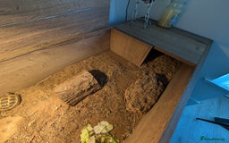 Tortoise reptiles for sale: Sarah Taylor - Image 4