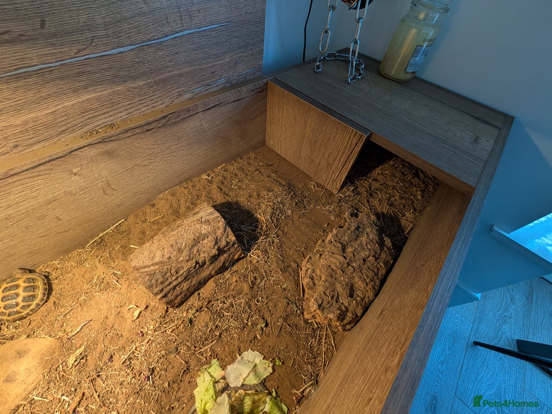 Tortoise reptiles for sale: Sarah Taylor - Image 4