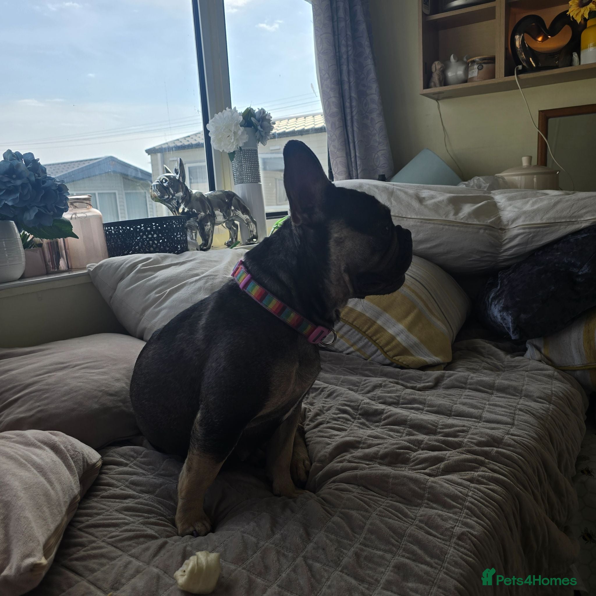 French Bulldog dogs French bulldog dog puppies  - Advert 1
