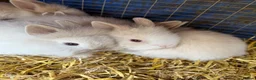 Lionhead rabbits for sale: 9x gorgeous fluffy lionhead bunnies  - Advert 3