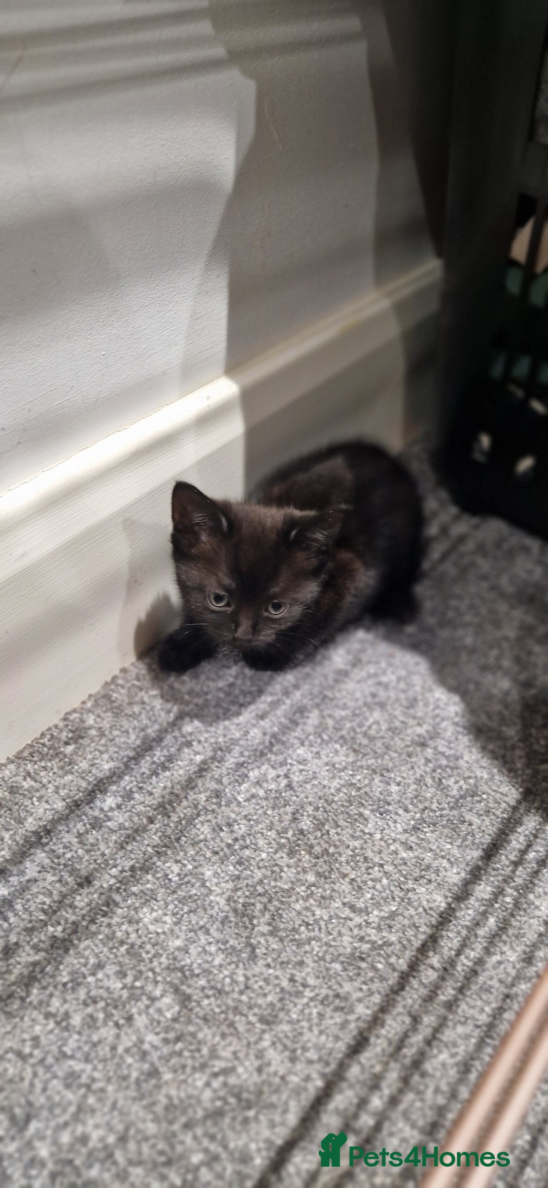 British Longhair cats for sale: Cats British longhair  - Advert 6